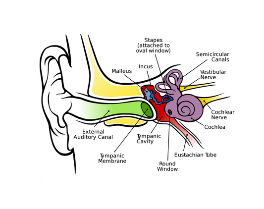 Bone Conduction Technology